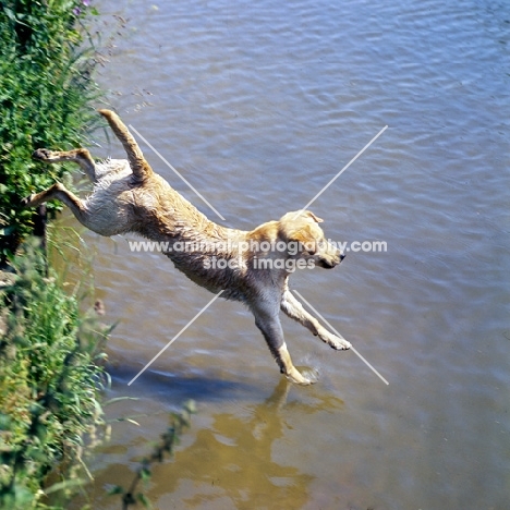 labrador jumping into water