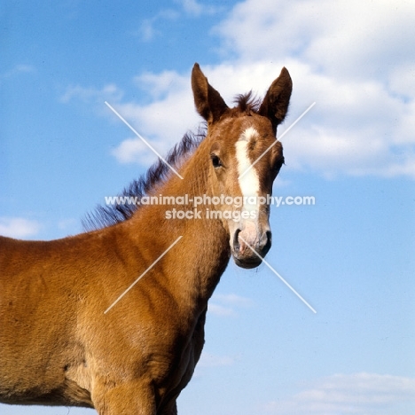 head and shoulders of Budyonny foal