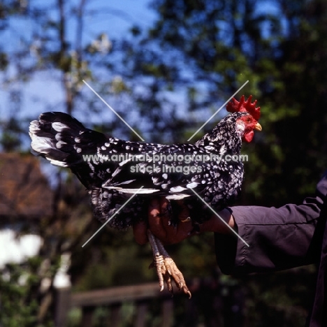 man holding an aconana bantam chicken