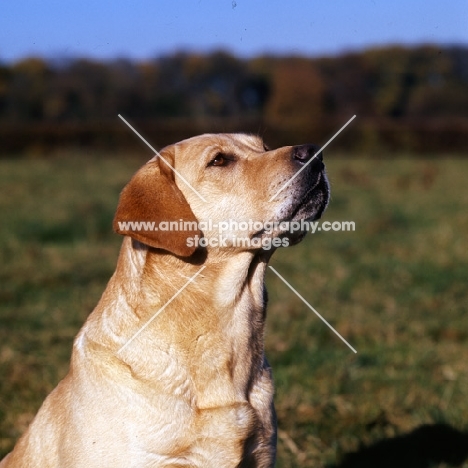 labrador from heatherbourne, looking up