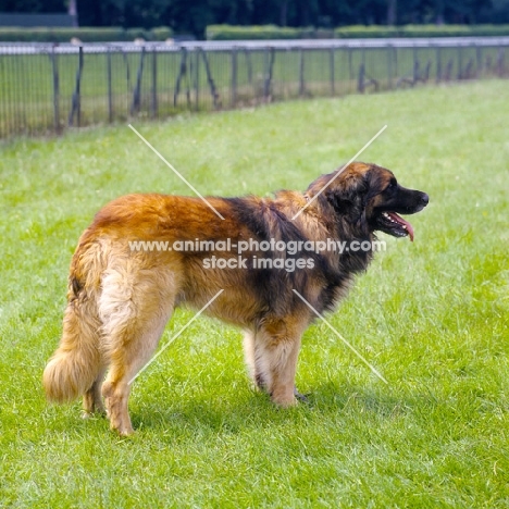 leonberger looking out across field