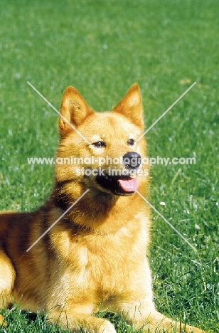 Finnish Spitz lying down on grass