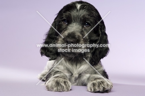 english cocker spaniel puppy isolated on a purple background