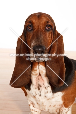 tri colour Basset Hound head study