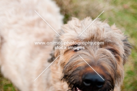 young Briard looking at camera