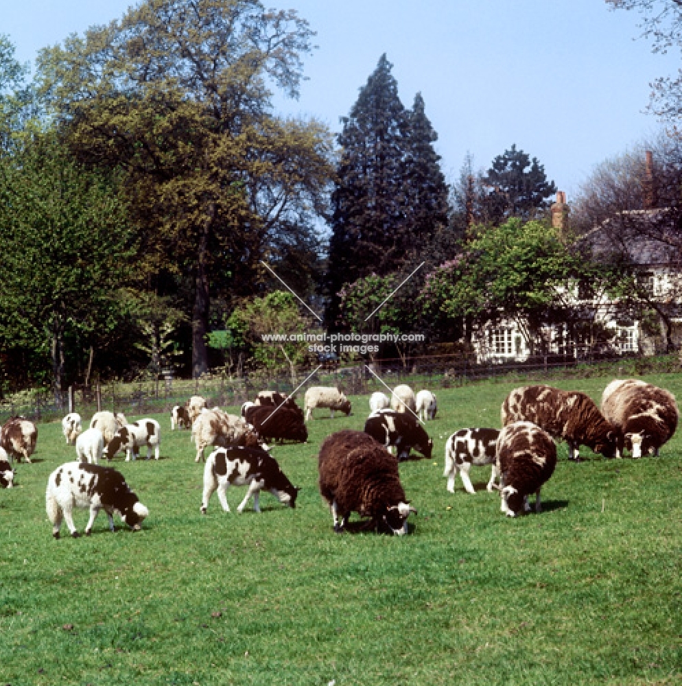 group of  jacob sheep grazing