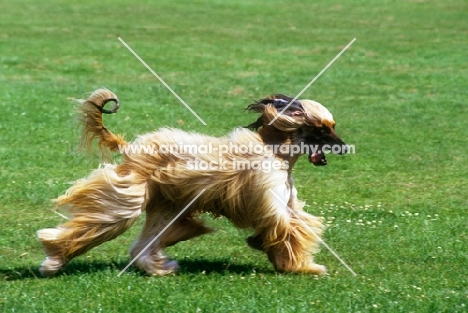 ch viscount grant (gable), afghan hound running, bis crufts 1987 