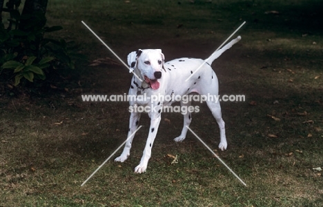 playful dalmatian standing on grass