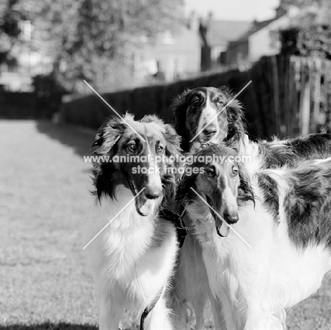 three borzois from springett kennels