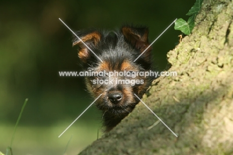 Australian Terrier puppy