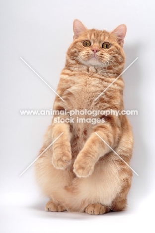 Red Classic Tabby Manx sitting up