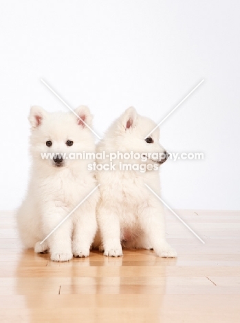 two American Eskimo puppies on white background