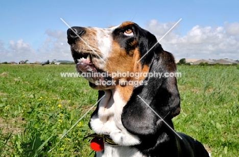 Basset Hound dog in landscape