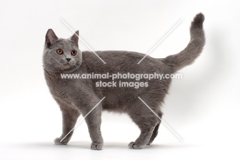 Chartreux cat, tail up