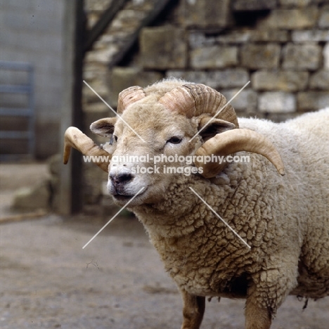 portland ram in yard, head study