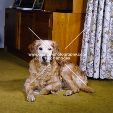 old working type golden retriever lying on a carpet