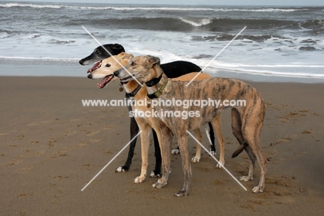 greyhound, ex racer, all photographer's profit from this image go to greyhound charities and rescue organisations