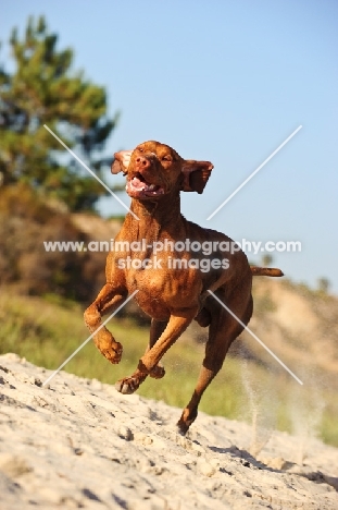 Hungarian Vizsla running