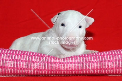 very young Bull Terrier puppy on blanket