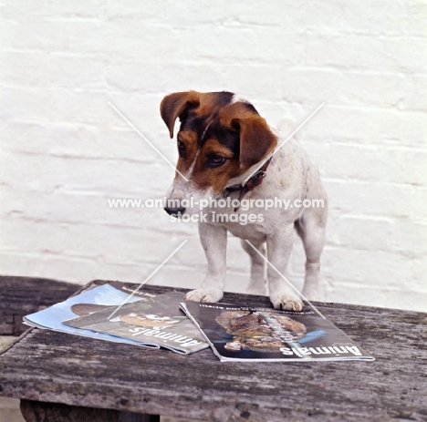 intelligent jack russell