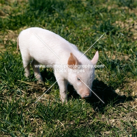 piglet standing on grass