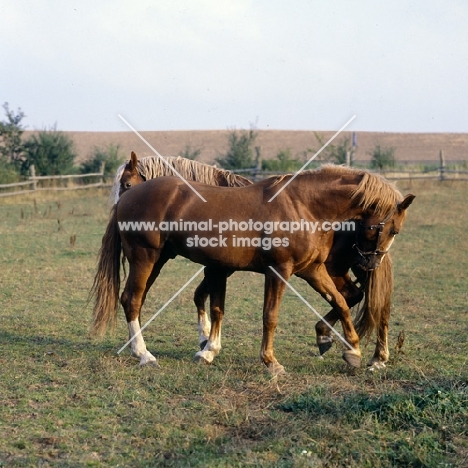 Martini, Tito Bregneb two Frederiksborg stallions competing for supremecy