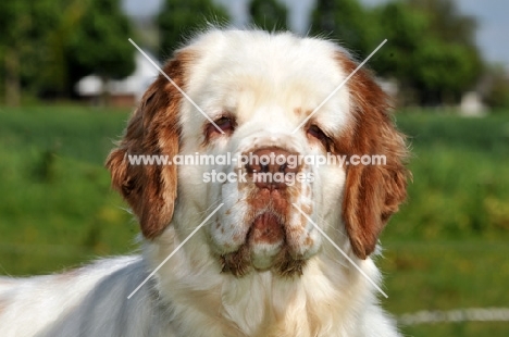 Clumber Spaniel headshot