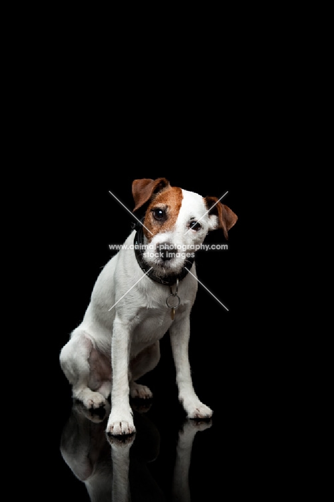 jack russell terrier sitting on black background