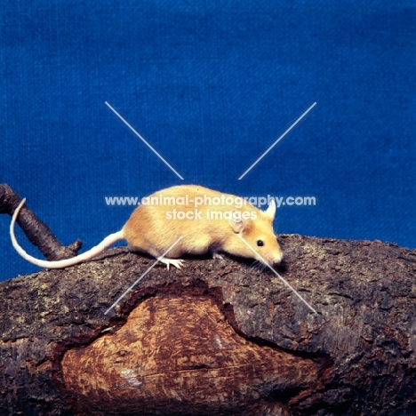 fawn mouse on wood