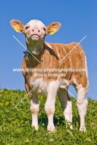 cute calf in summer