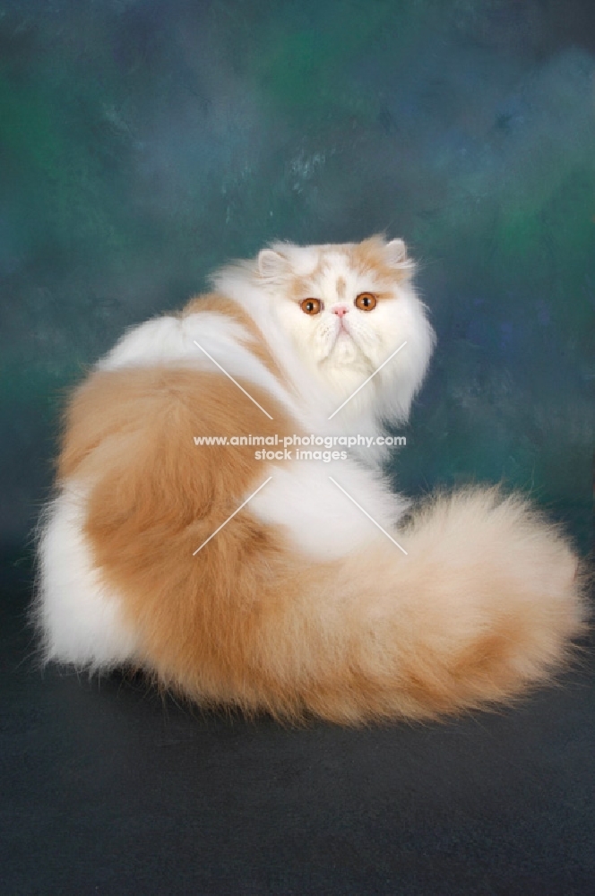 fluffy cream and white persian cat 