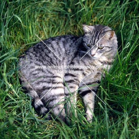 feral x cat,  ben, lying in long grass
