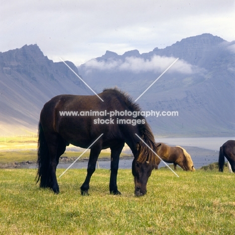 Iceland horses at Hofn