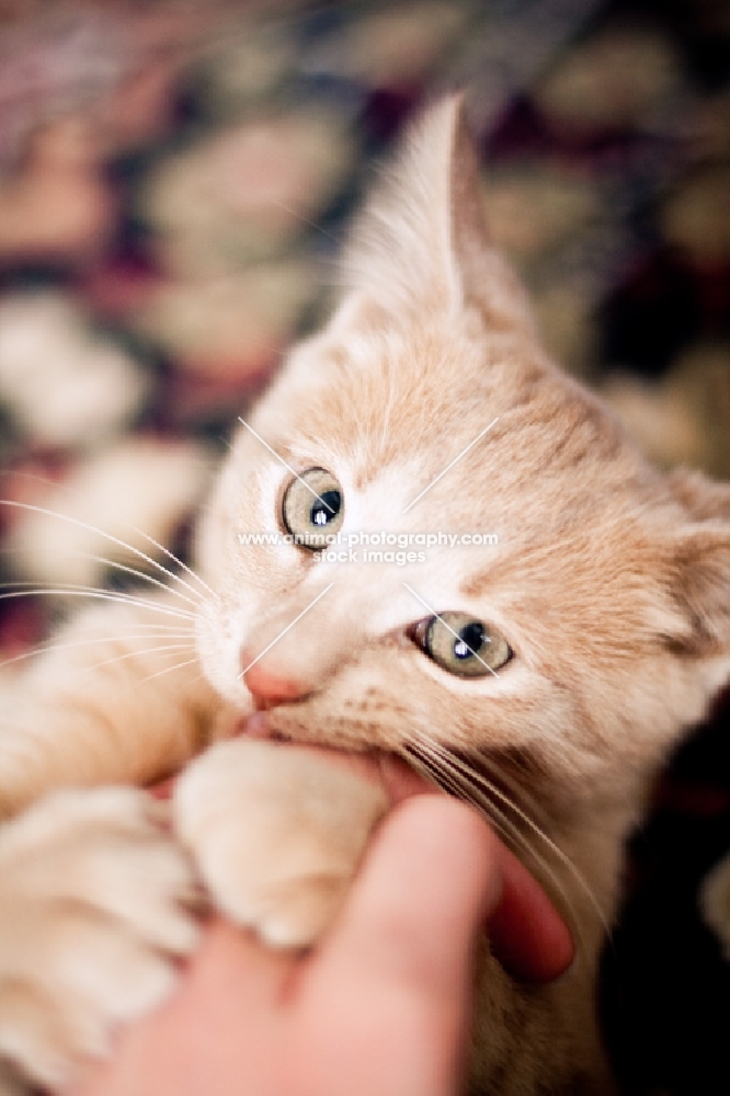 Kitten bitting human hand
