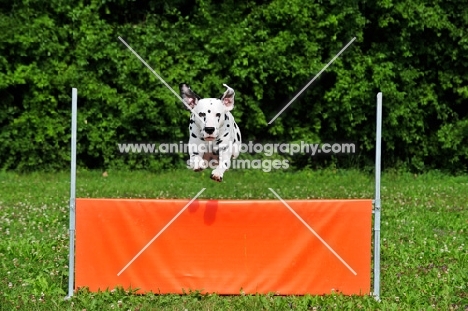 black spotted Dalmatian jumping