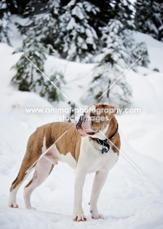 Old English Bulldog in winter