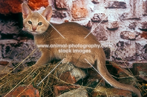 chocolate Abyssinian cat