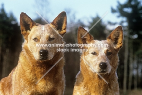 formakin kulta, formakin brolga, australian cattle dogs, portrait