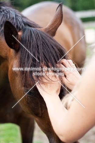 Appaloosa being scratched