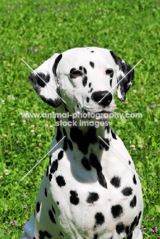 black spotted Dalmatian portrait