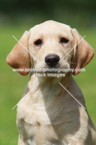 Labrador Retriever puppy portrait