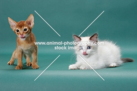 Sorrel (Red) Abyssinian kitten with Ragdoll kitten