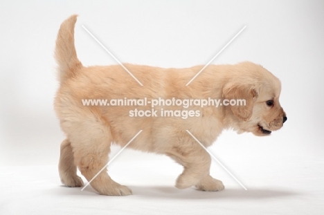 Animal Photography Golden Retriever Puppy Walking Side View Image Ref Ap Qxf8ac