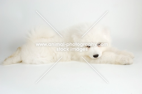 9 week old Samoyed puppy on white background