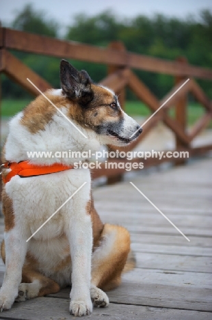 karelian bear dog sitting on a wooden dock