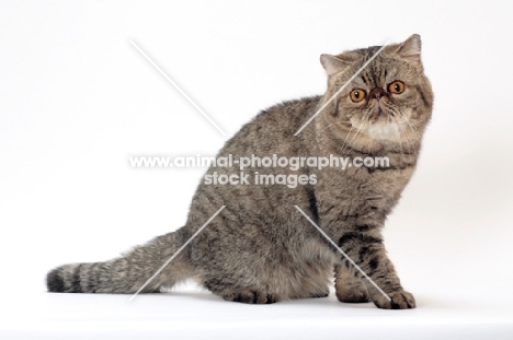 Exotic Shorthair, Brown Mackerel Tabby colour, full body