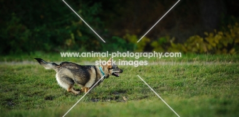 Swedish Vallhund running fast