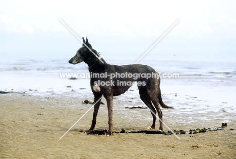 retired rescued greyhound on the beach