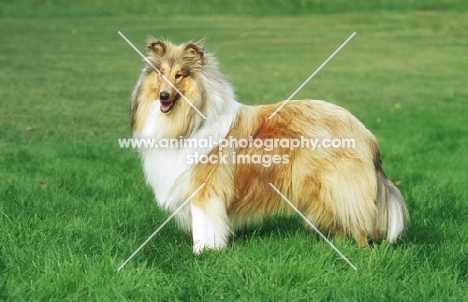 sable Rough Collie, side view