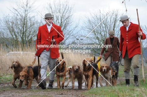 Minkhounds from the Culmstock pack (they are partly pure otterhound and partly otterhound x welsh foxhounds)